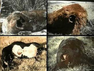 Cattle Mutilation - Supernatural Fan Site Cattle Mutilation - Supernatural Fan Site